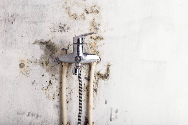 Best Professional Mold Removal  in North Wantagh, NY