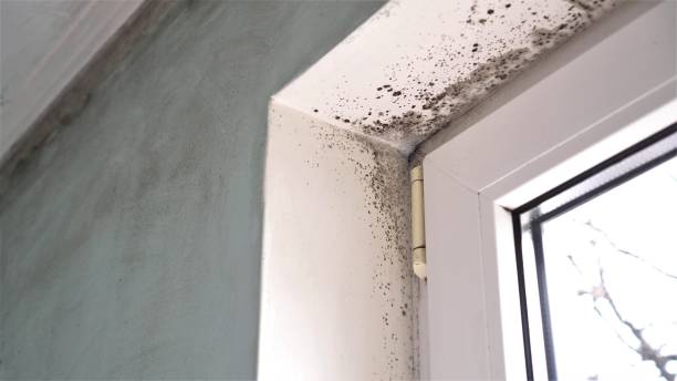 Best Toxic Mold Removal  in North Wantagh, NY