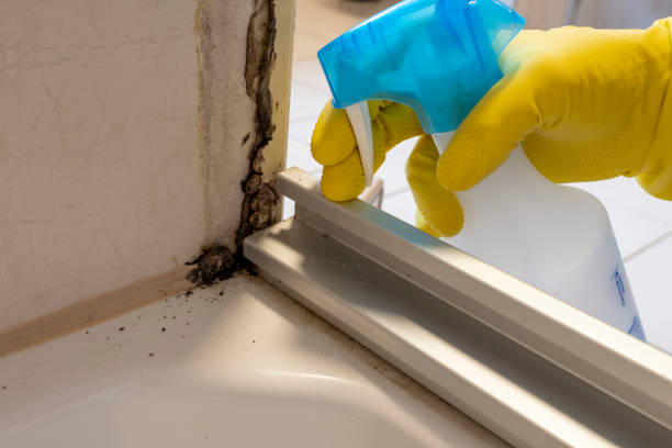 Best Same-Day Mold Removal  in North Wantagh, NY