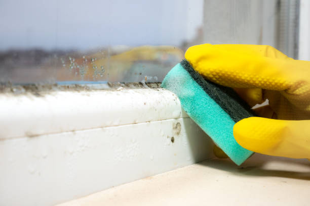 Best Residential Mold Removal  in North Wantagh, NY