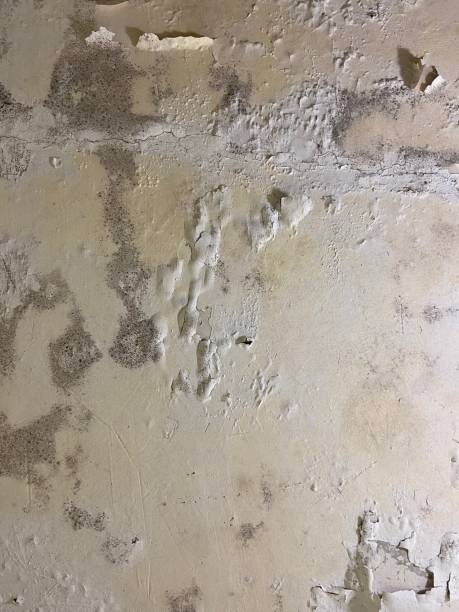 Best Black Mold Removal  in North Wantagh, NY