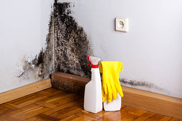 Best Local Mold Removal Service  in North Wantagh, NY